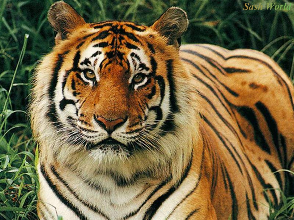 Tiger-Wallpaper.jpg Tiger-Wallpaper.jpg