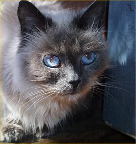 himalayan cat pictures