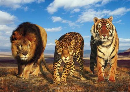 big cats 